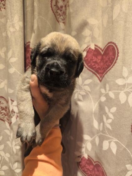 CHIOT 5 - Mastiff
