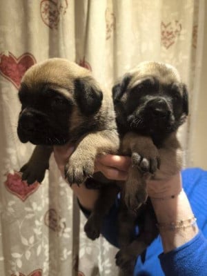 Les chiots de Mastiff