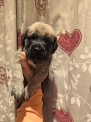 Les chiots de Mastiff