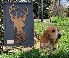 Maika (Sans Affixe) - 125 Pts - Bon - Meilleur chien sur Chevreuil du samedi