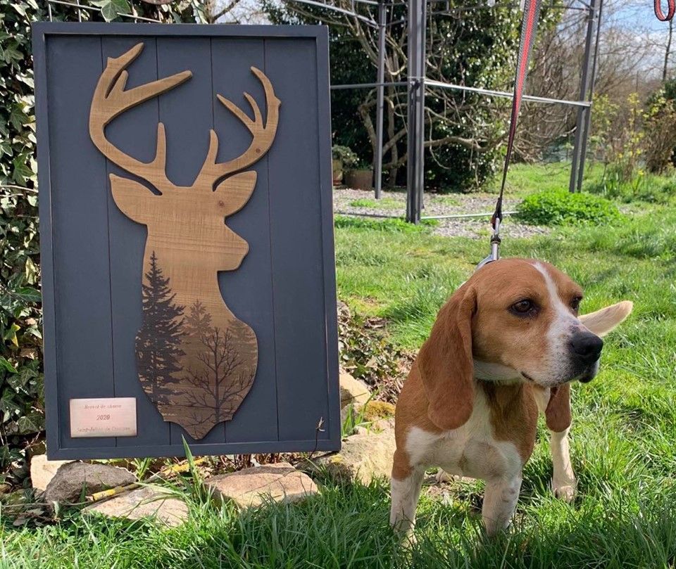 Maika (Sans Affixe) - 125 Pts - Bon - Meilleur chien sur Chevreuil du samedi