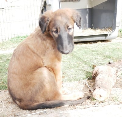 Les chiots de Barzoi