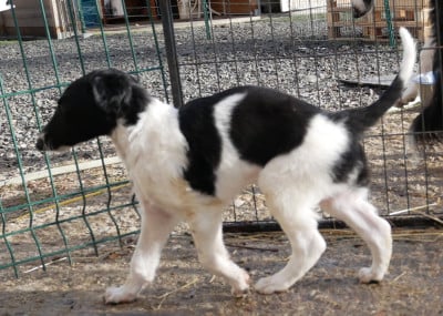 Les chiots de Barzoi