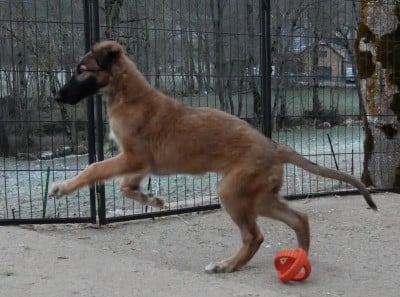 Les chiots de Barzoi