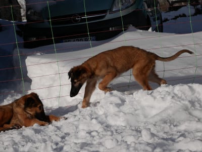 Les chiots de Barzoi