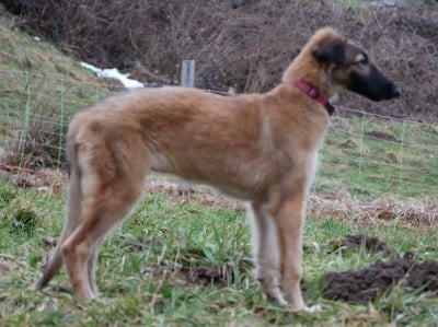 Les chiots de Barzoi