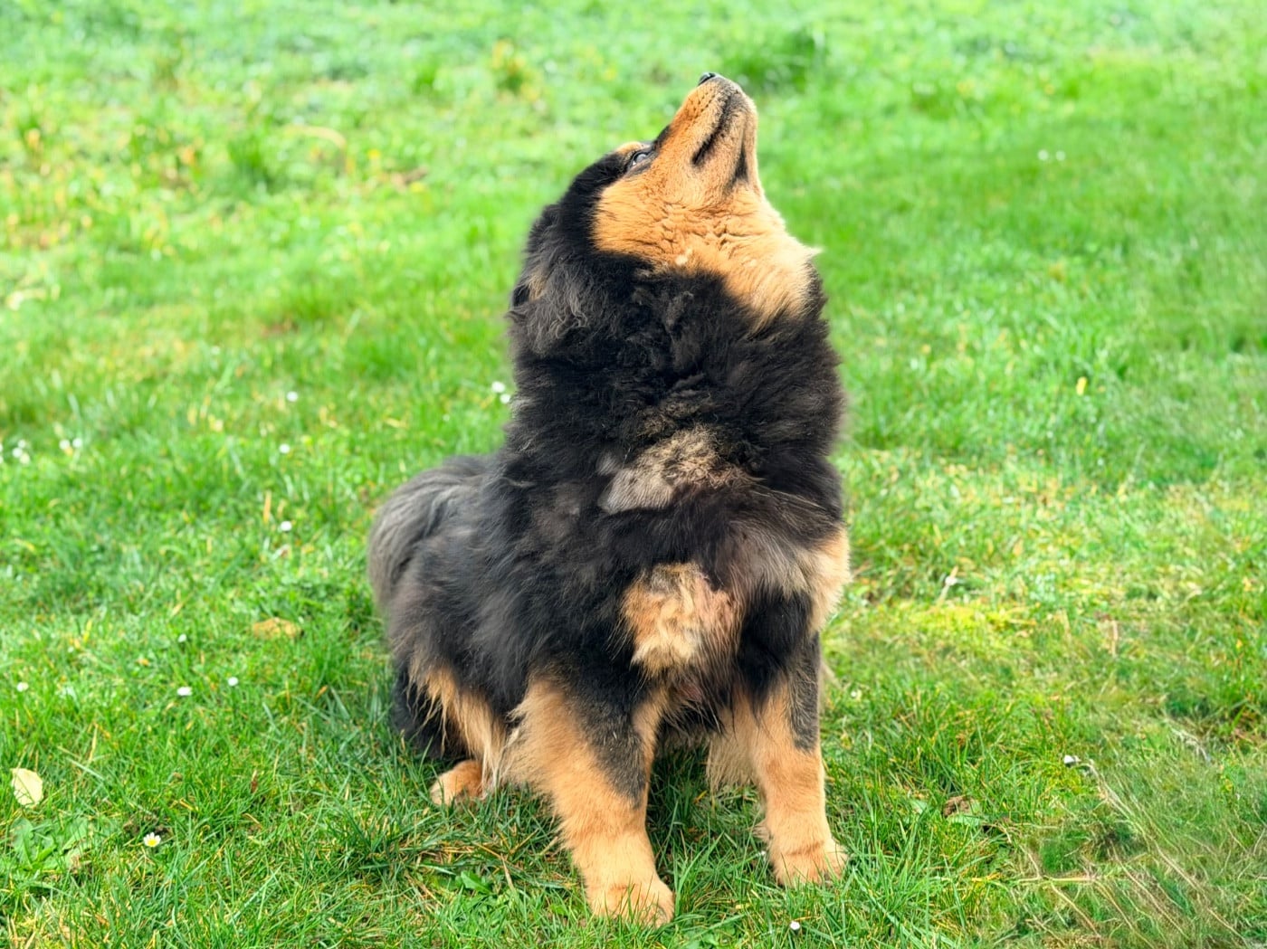 Valléa blue De La Vallée Du Petit Pré
