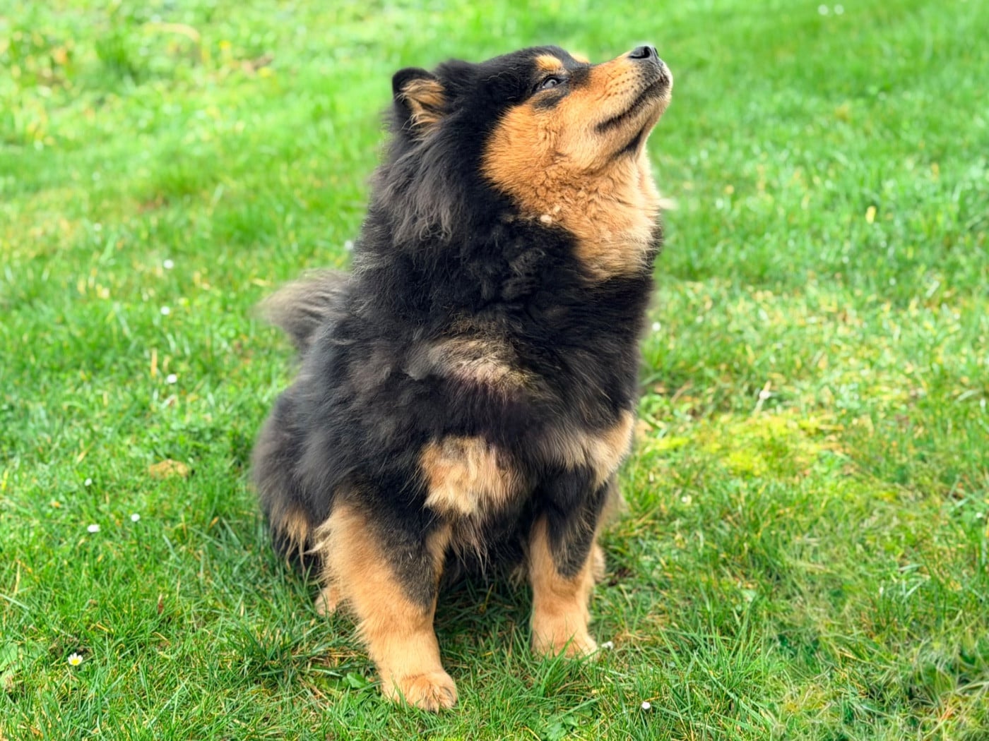 Valléa blue De La Vallée Du Petit Pré