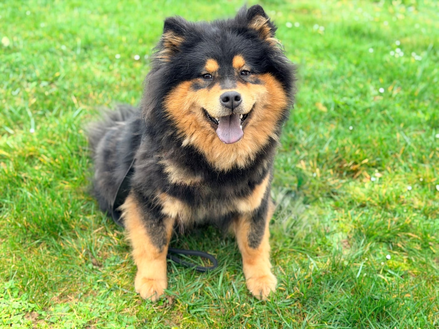 Valléa blue De La Vallée Du Petit Pré