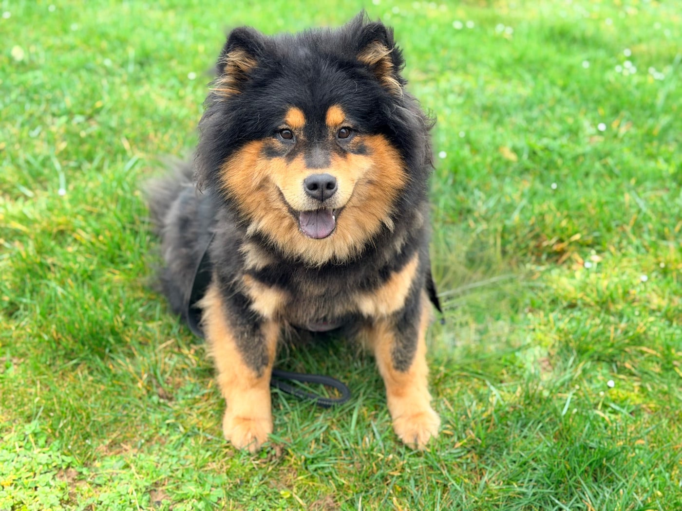 Valléa blue De La Vallée Du Petit Pré