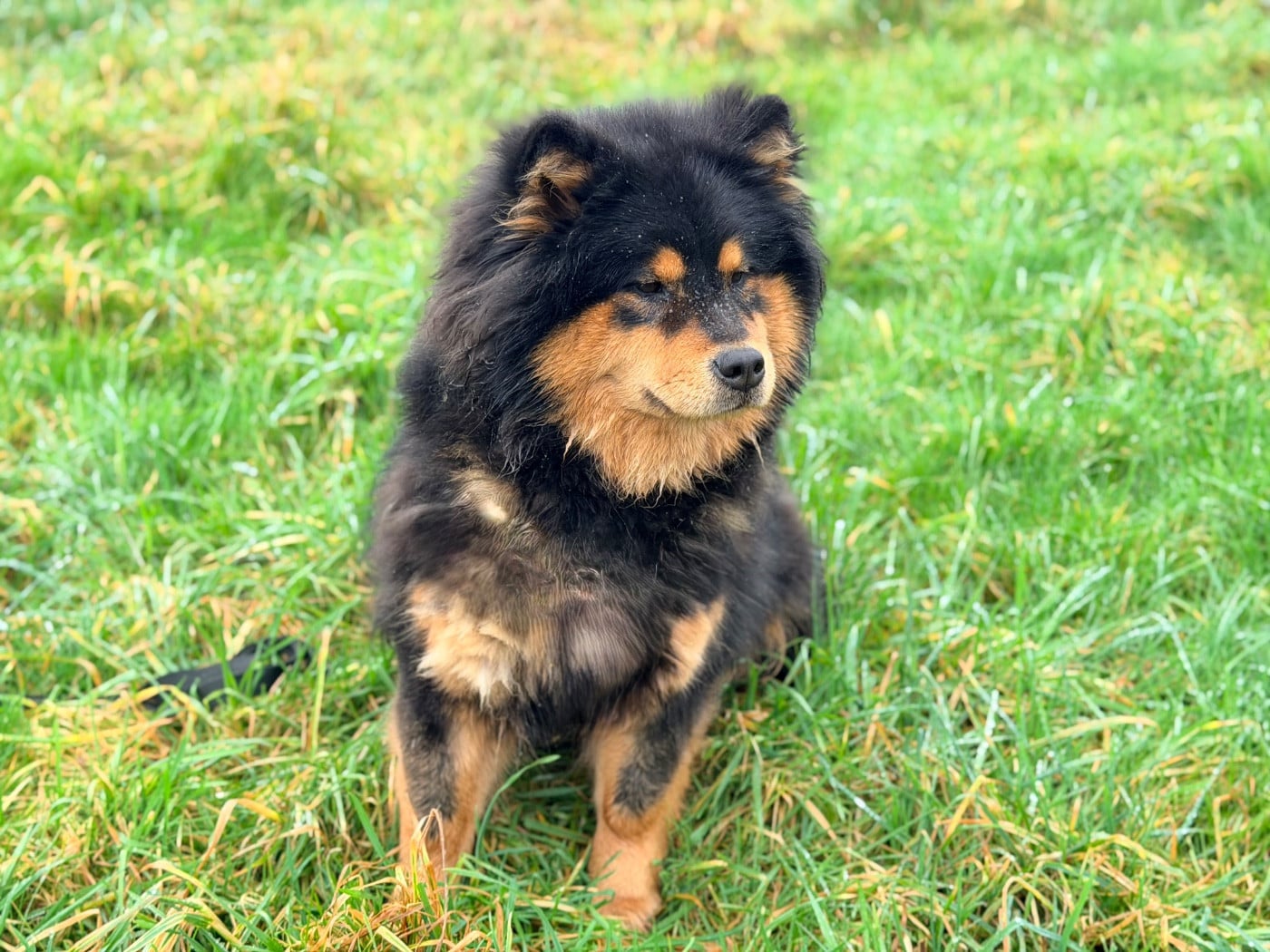 Valléa blue De La Vallée Du Petit Pré