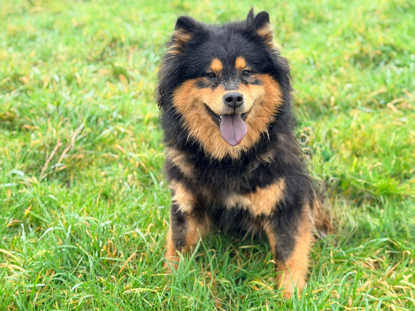 Valléa blue De La Vallée Du Petit Pré