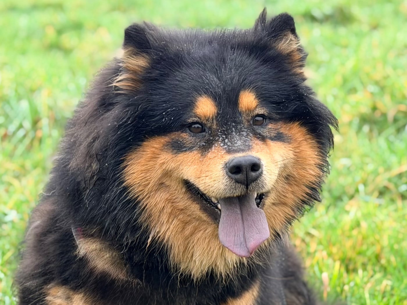 Valléa blue De La Vallée Du Petit Pré