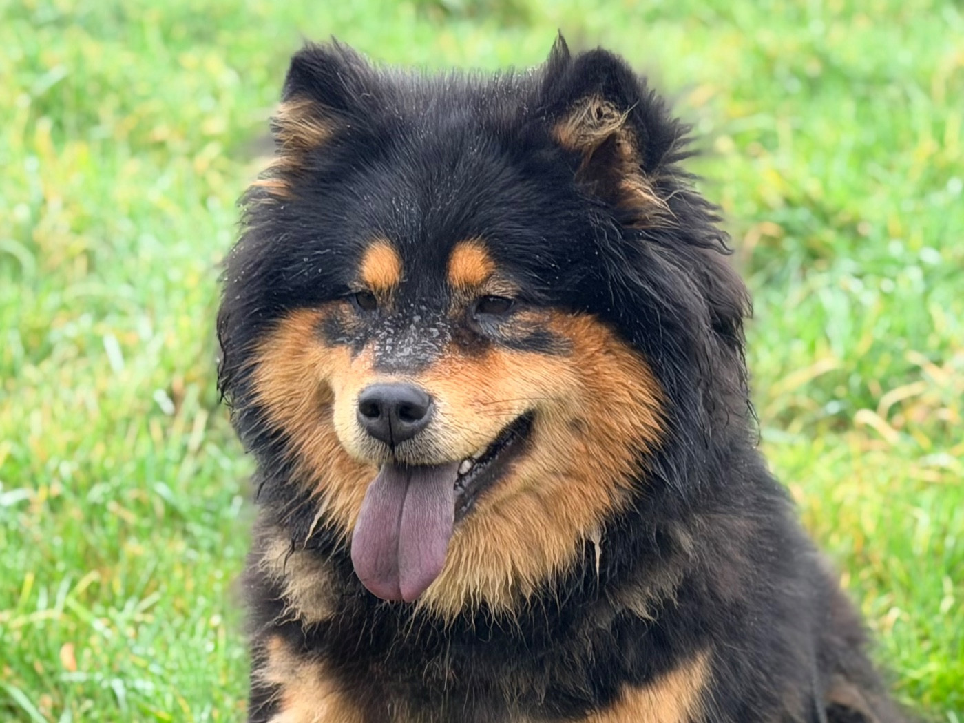 Valléa blue De La Vallée Du Petit Pré