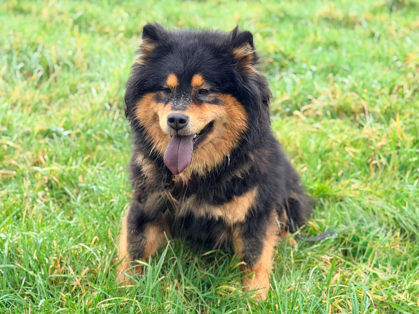 Valléa blue De La Vallée Du Petit Pré