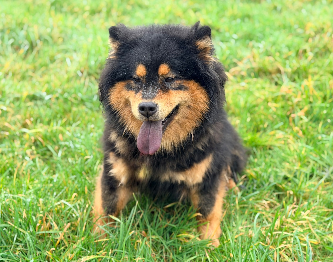Valléa blue De La Vallée Du Petit Pré