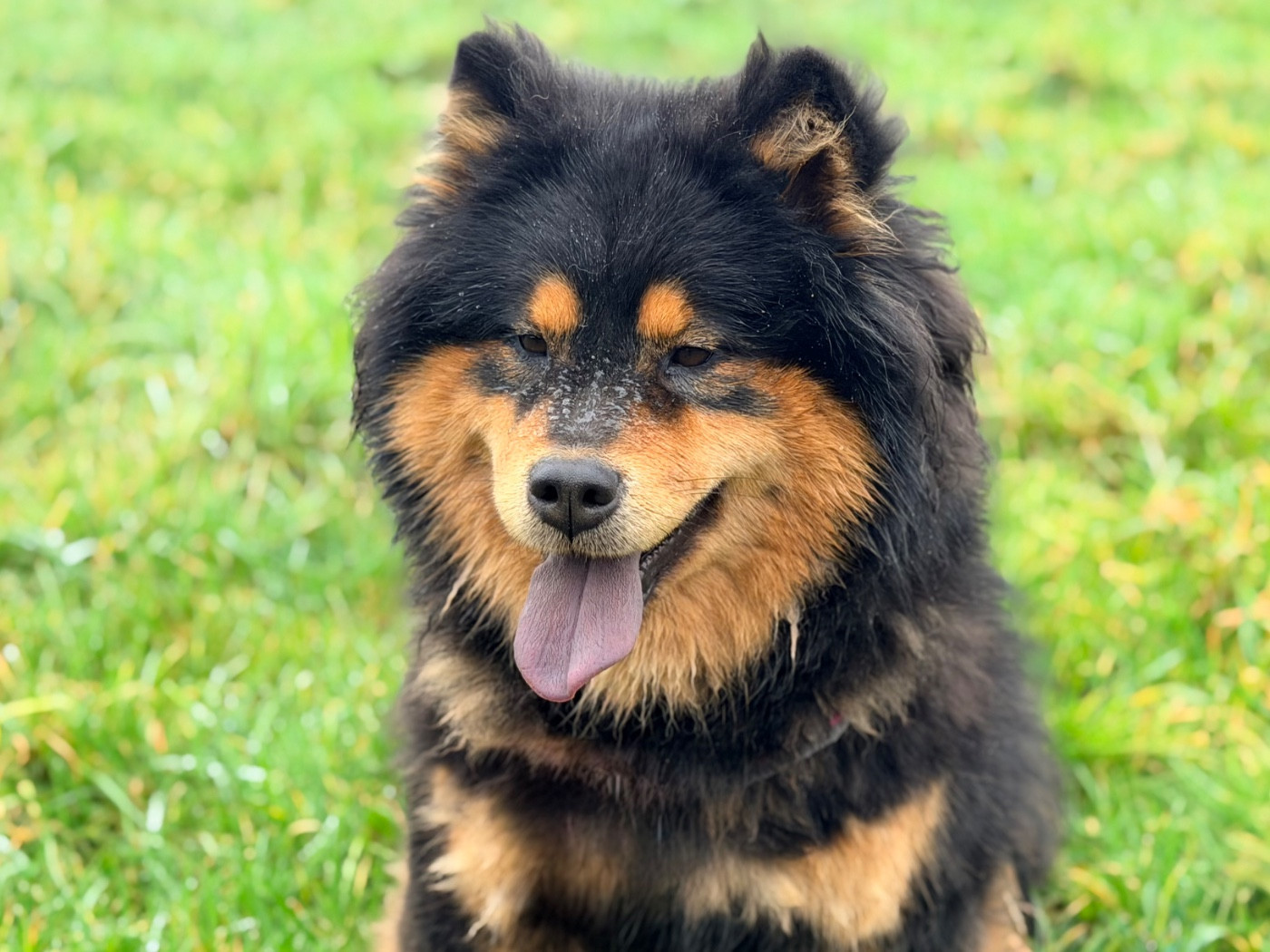 Valléa blue De La Vallée Du Petit Pré