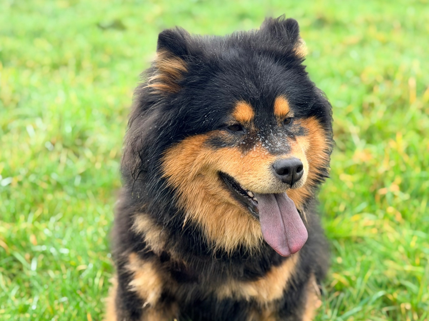 Valléa blue De La Vallée Du Petit Pré