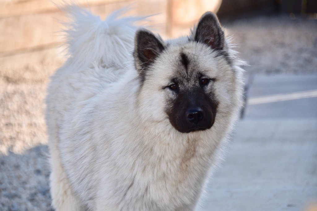 Patchouline blue De La Vallée Du Petit Pré