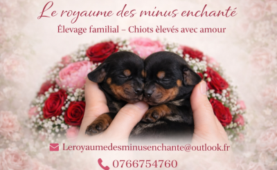 Le Royaume Des Minus Enchante