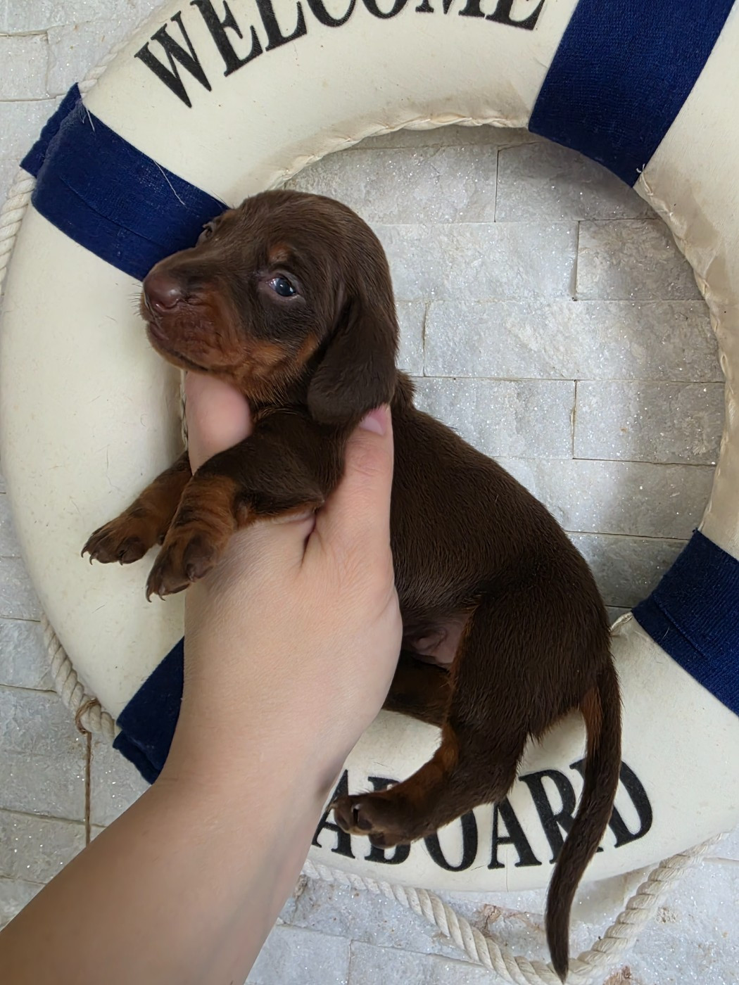 Teckel poil ras - Le Royaume Des Minus Enchante