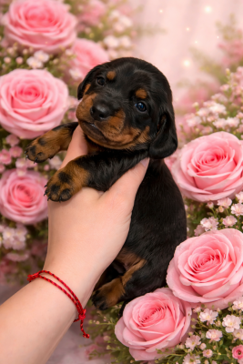 Les chiots de Teckel poil ras