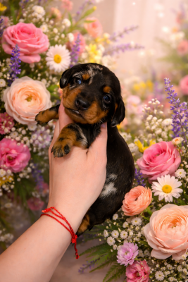 Les chiots de Teckel poil ras