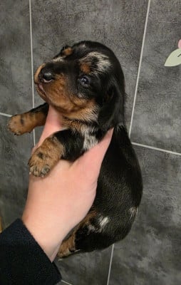 Les chiots de Teckel poil ras