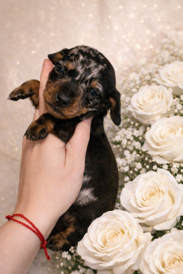 Les chiots de Teckel poil ras
