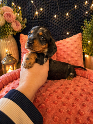 Les chiots de Teckel poil ras