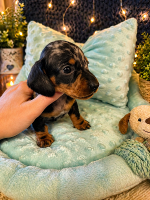 Les chiots de Teckel poil ras