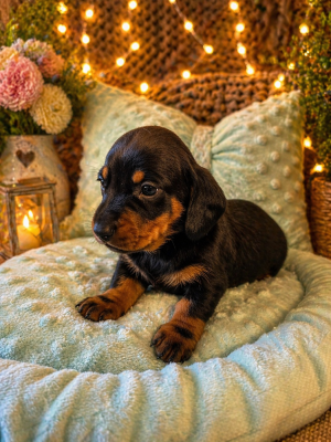 Les chiots de Teckel poil ras