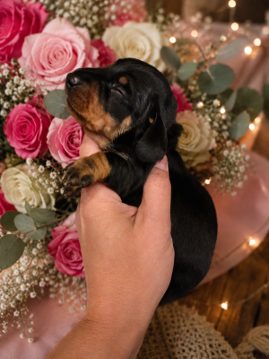 Les chiots de Teckel poil ras