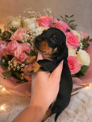 Les chiots de Teckel poil ras
