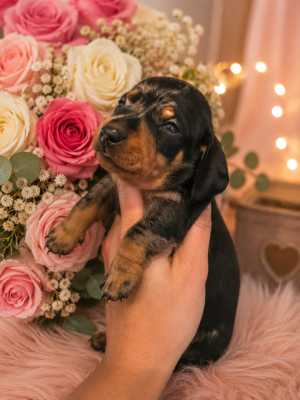 Les chiots de Teckel poil ras
