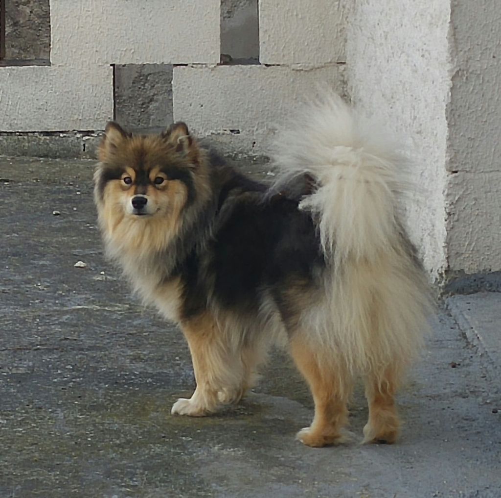 lapinlumon Qamma