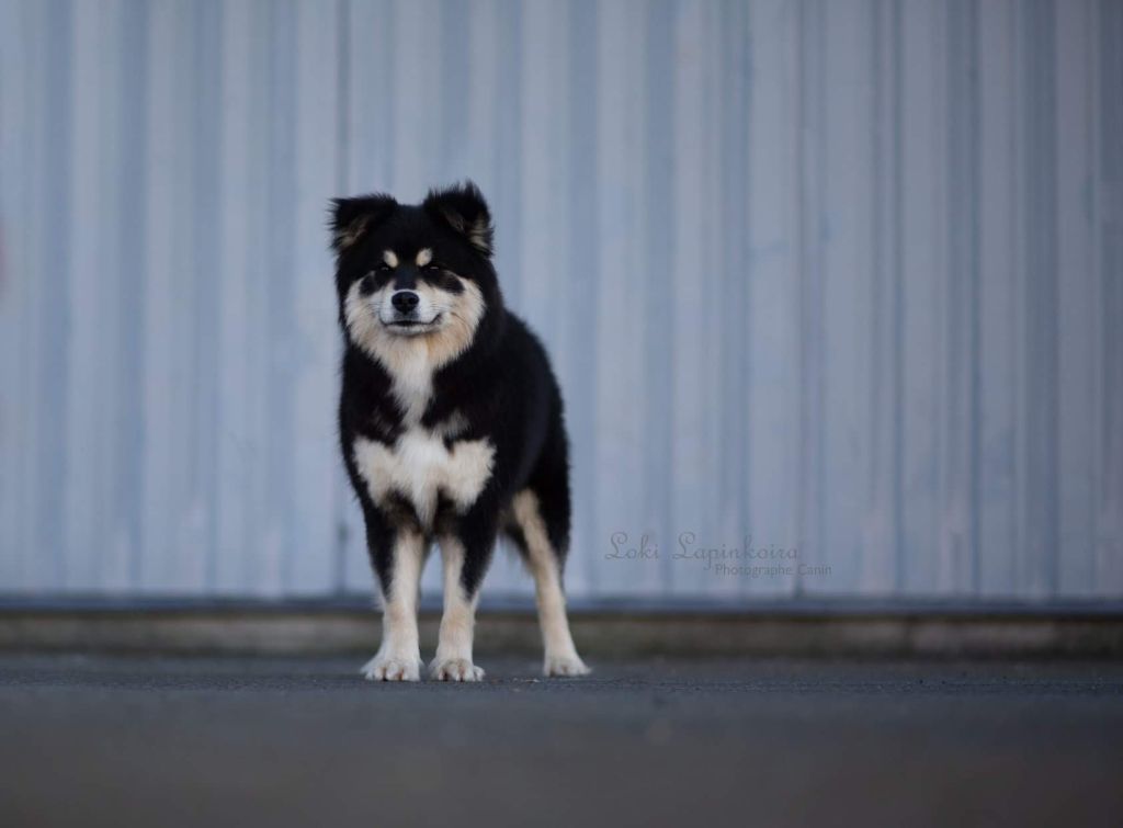 Aegirsson Neni - 1ere Très bon en CI