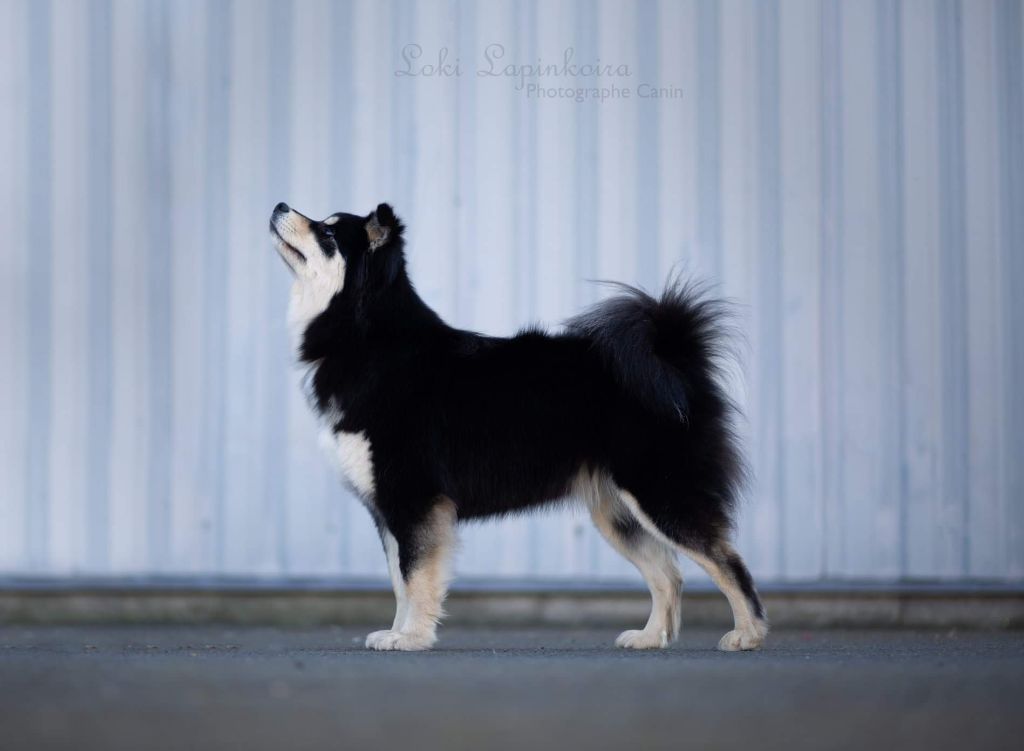 Aegirsson Neni - 1ere Exc. en CI - RCACS