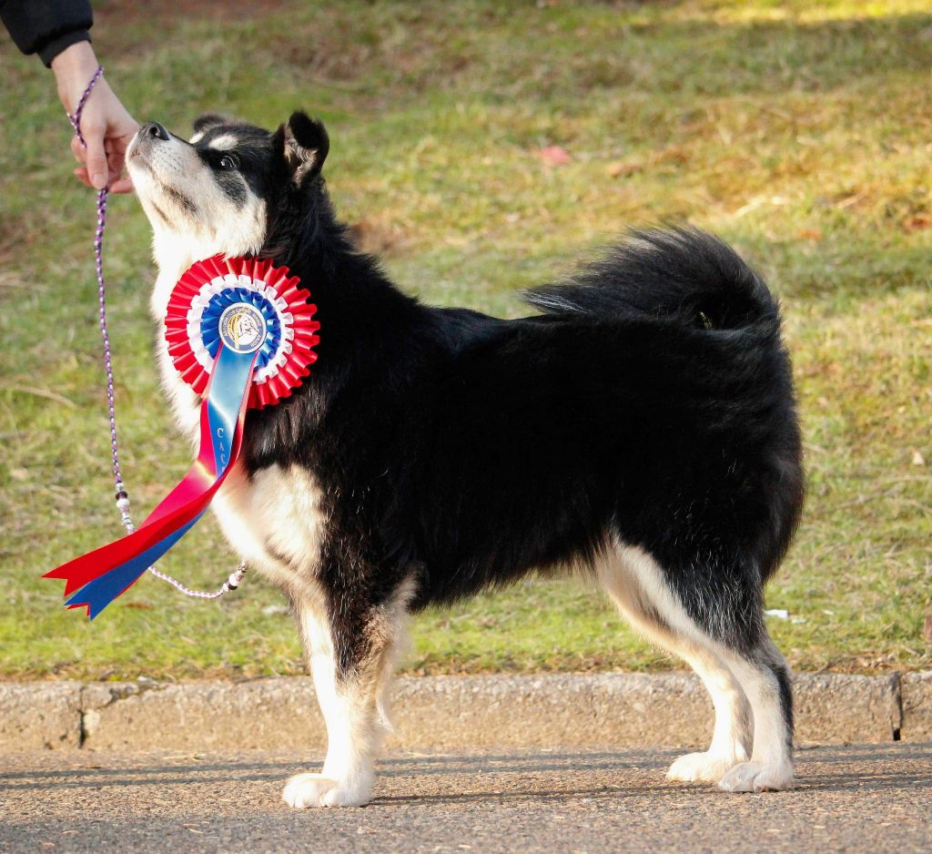 Aegirsson Neni - 1 Exc. en CI - CACS - Meilleur de race