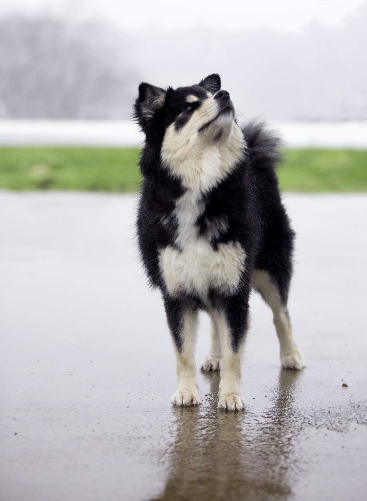 Aegirsson Neni - 2e Excellent en CI