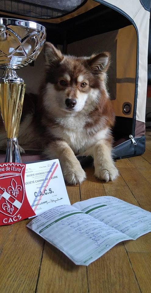 Lord aragorn du Domaine D'Arinella Bianca - Meilleur de Race - CACS