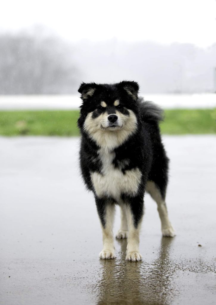 Aegirsson Neni - 2e Exc. en CI