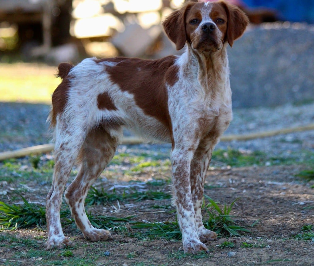 Athos Du Vallon D'Iron