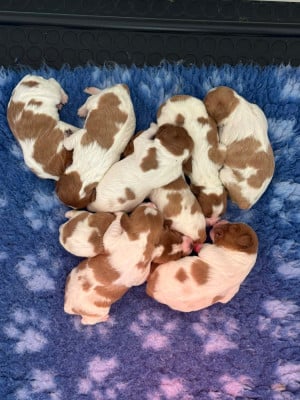 Les chiots de Epagneul Breton