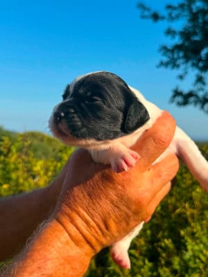 Les chiots de Epagneul Breton