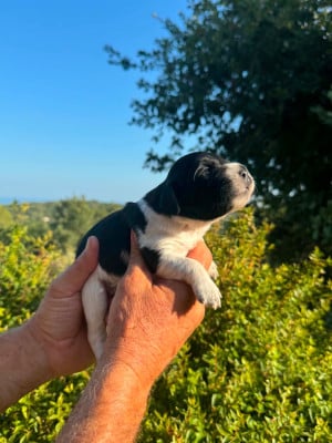 Les chiots de Epagneul Breton