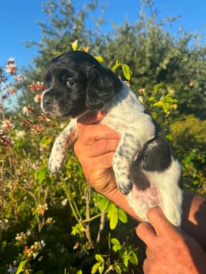 Les chiots de Epagneul Breton