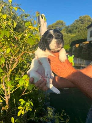 Les chiots de Epagneul Breton