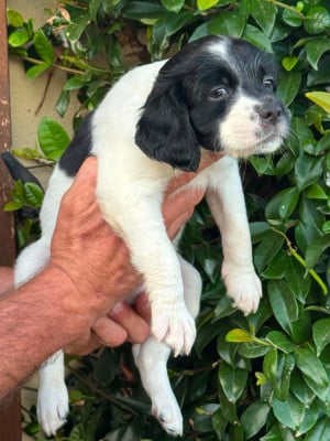 Les chiots de Epagneul Breton