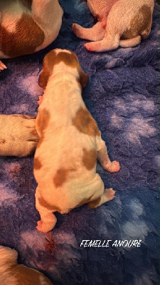 Les chiots de Epagneul Breton